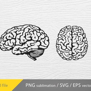 May include: Two black and white illustrations of the human brain. One brain is shown with the left and right hemispheres separated, while the other brain is shown as a whole.