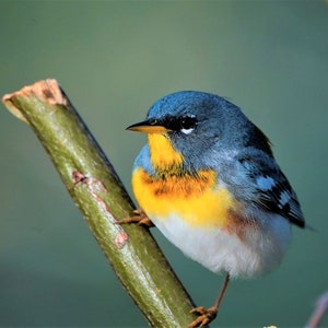 Northern Parula (male) print, Bird Photography, Wildlife Photography, Wall Art, Nature Photography