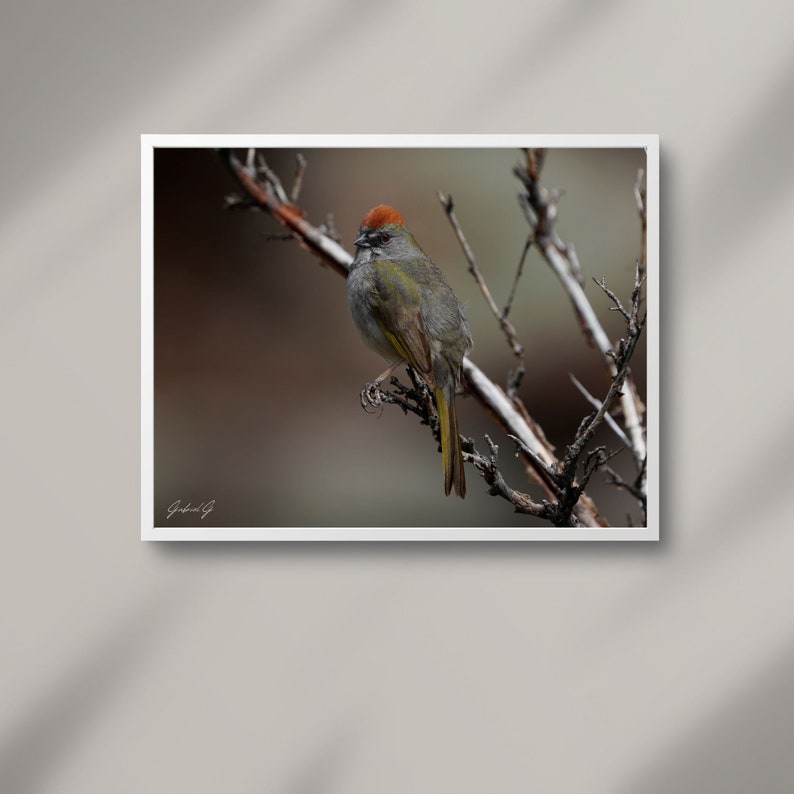 Greentailed Towhee adult Print, Bird Photography, Wildlife Photography