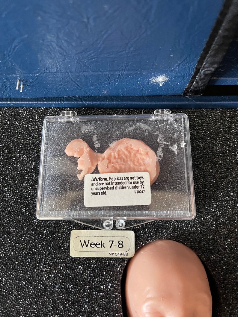 Lifeform Replicas Human Development Teaching Kit - Etsy