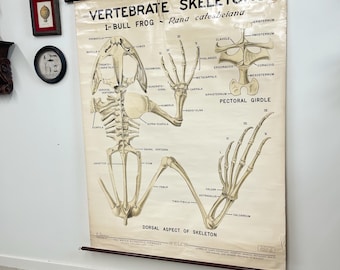 Vintage Frog Skeleton Science Poster
