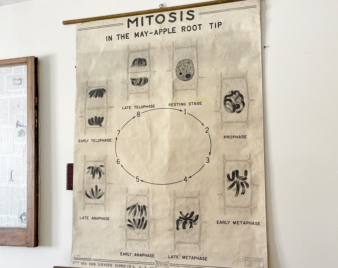 Vintage Biology Chart Depicting Mitosis - Etsy