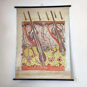 Vintage Anatomical Chart depicting the Skin
