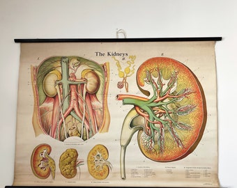 Large Vintage Anatomy Chart of the Kidneys