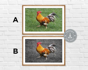 Poster „der stolze Hahn" geht durch sein Revier, Vogel Poster digitales Produkt tierischer Ausdruck für Haus Hühner Kunstdruck Huhn Ei