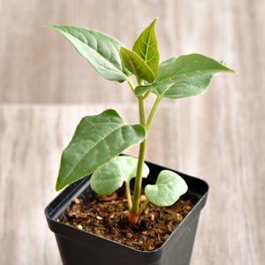 Four 0' clock -Marvel of peru live plant in a 3 inch pot, very beautiful blooms