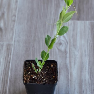 May include: A white ceramic mug with a black handle and the text "But First, Coffee" in a black, bold font. The mug is sitting on a wooden surface. The mug is approximately 4 inches tall.