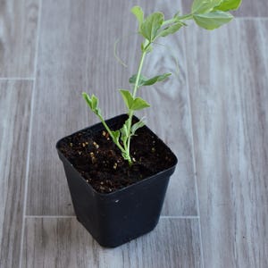 May include: A small, square black plastic pot filled with soil, housing a young pea plant. The plant features vibrant green leaves and delicate tendrils, with a few leaves extending beyond the pot's edge. The background is a light gray wood-grain surface.