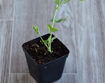 Sweet Pea high scent live plant in a 3 inch pot, fragrant climber with beautiful blossoms.