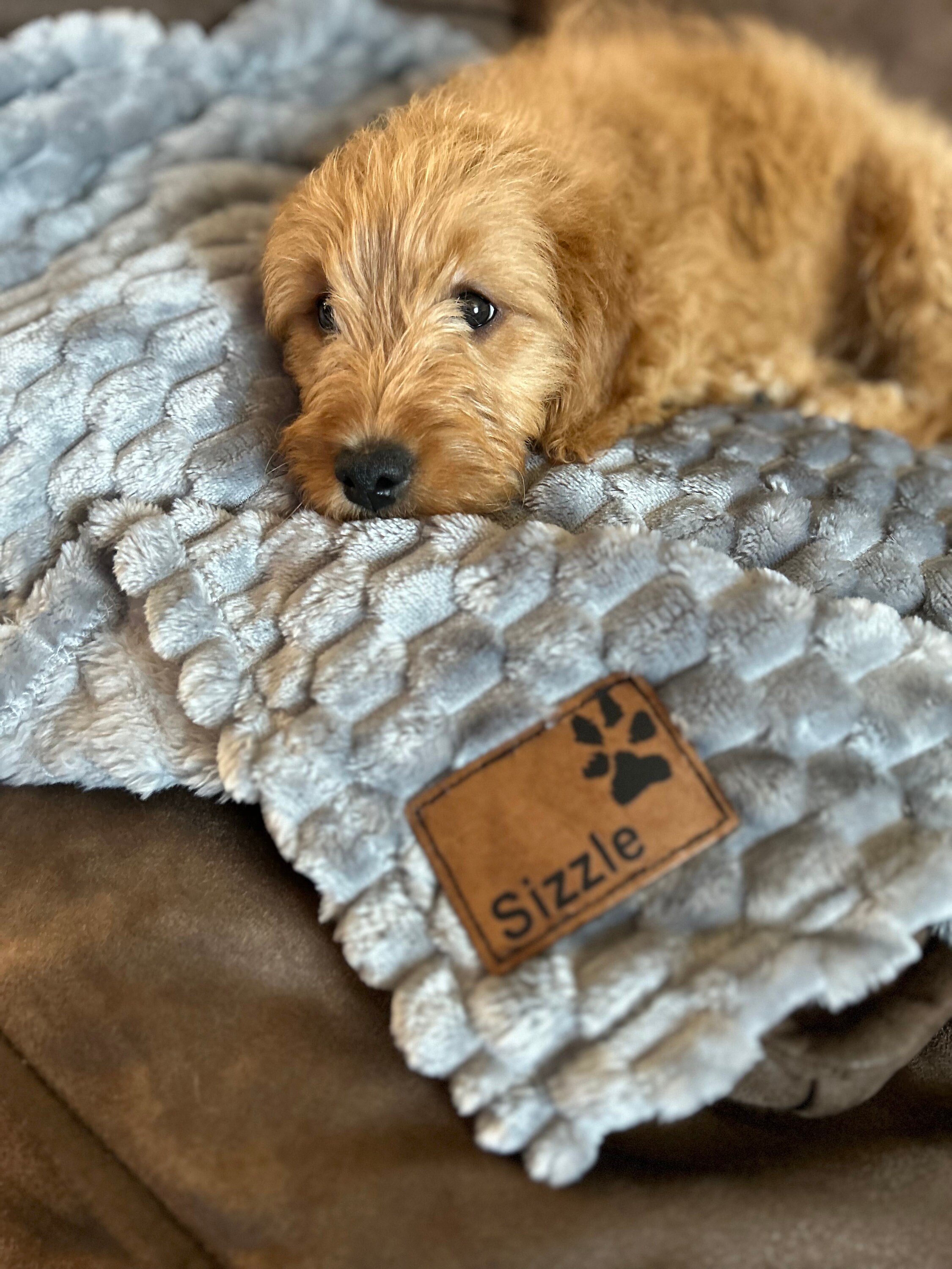 Dog Cuddle Blanket Etsy