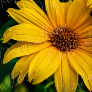 Printable Sunflower Wall Art, Nature Digital Print, Flowers Wall Art, Yellow Flowers Printables