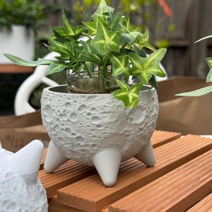 May include: A white, textured, moon-shaped planter with three legs, holding a small glass container with green and yellow leafy plants. The planter sits on a wooden surface, with other plants visible in the background.