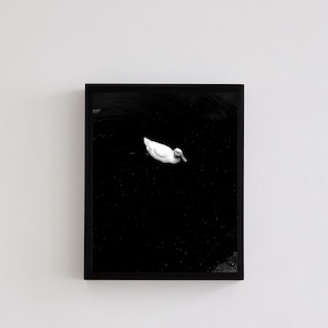 White Duck in Black Lake Photography Print - Tranquil Nature Wall Art -Serene wildlife artwork - Ethereal duck print - Graceful bird print