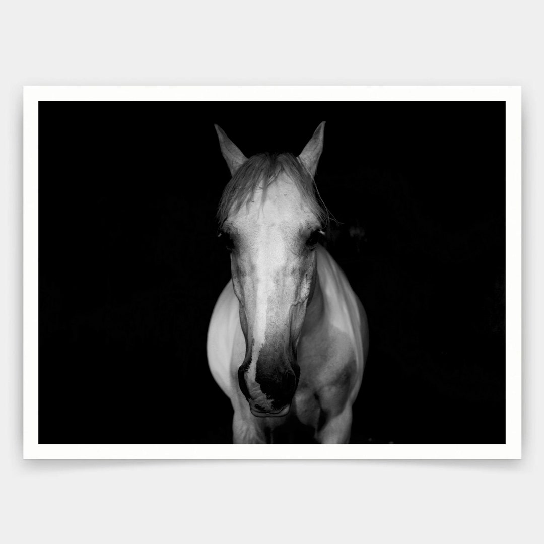 horse-portrait-horse-photography-print-elegant-equestrian-wall-art