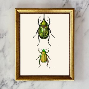 Beetles - 1892 Antique Lithograph by Charles Dessalines D&#39; Orbigny - Giclee Print,Natural History Art, Farmhouse Decor,Insect Wall Art