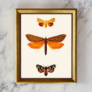 Vintage butterfly print,  insect artwork, Nature-inspired print, Vintage wall art, Antique decor, Butterfly illustration, Farmhouse wall art