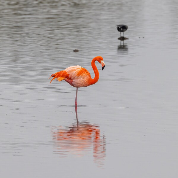 Beautiful Pink Flamingo at a National Wildlife Refuge in Florida