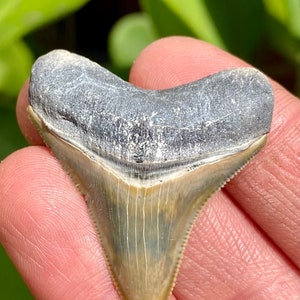 Bone Valley Megalodon Haifischzahn 1,6 Zoll