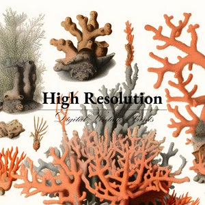 K&ouml;nnte beinhalten: Eine Sammlung von Korallenillustrationen in verschiedenen Oranget&ouml;nen, Rosa und Wei&szlig;. Das Bild enth&auml;lt den Text "High Resolution Digital Print Files".