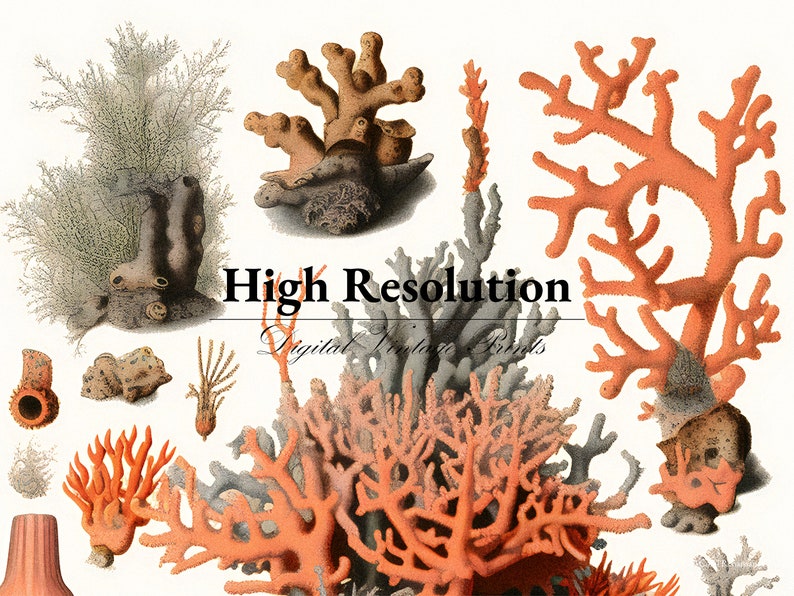 K&ouml;nnte beinhalten: Eine Sammlung von Korallenillustrationen in verschiedenen Oranget&ouml;nen, Rosa und Wei&szlig;. Das Bild enth&auml;lt den Text "High Resolution Digital Print Files".