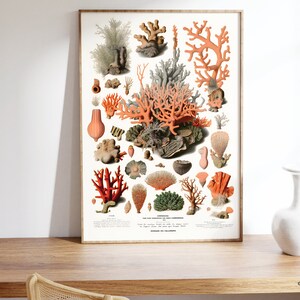 K&ouml;nnte beinhalten: Eine Vintage-botanische Illustration verschiedener Korallenarten, die eine Vielzahl von Formen, Gr&ouml;&szlig;en und Farben aufweisen. Die Illustration ist vor einem wei&szlig;en Hintergrund platziert und enth&auml;lt wissenschaftliche Beschriftungen in Franz&ouml;sisch.