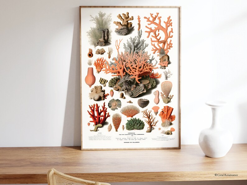 K&ouml;nnte beinhalten: Eine Vintage-botanische Illustration verschiedener Korallenarten, die eine Vielzahl von Formen, Gr&ouml;&szlig;en und Farben aufweisen. Die Illustration ist vor einem wei&szlig;en Hintergrund platziert und enth&auml;lt wissenschaftliche Beschriftungen in Franz&ouml;sisch.