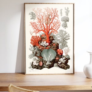 Peut inclure: Une illustration botanique vintage de la vie des r&eacute;cifs coralliens. L'impression pr&eacute;sente une vari&eacute;t&eacute; d'esp&egrave;ces de coraux dans des tons de rouge, d'orange et de vert sur un fond blanc.