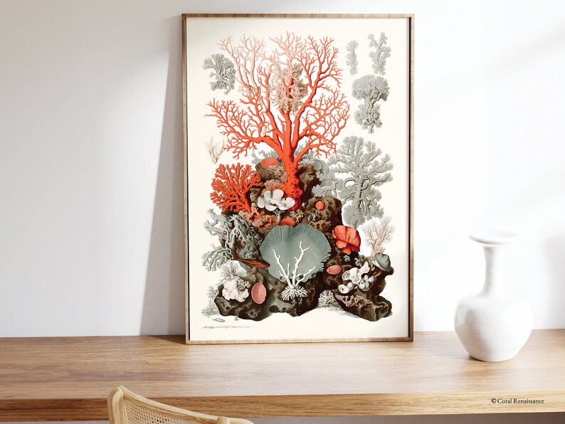 Peut inclure: Une illustration botanique vintage de la vie des r&eacute;cifs coralliens. L'impression pr&eacute;sente une vari&eacute;t&eacute; d'esp&egrave;ces de coraux dans des tons de rouge, d'orange et de vert sur un fond blanc.