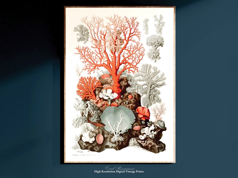 Peut inclure: Illustration vintage de corail, mettant en sc&egrave;ne une grande branche de corail rouge entour&eacute;e de petites branches de corail blanches et grises. Le corail est repr&eacute;sent&eacute; sur un fond blanc avec le texte "Coral Branch" et "High Resolution Digital Vintage Prints" en bas.