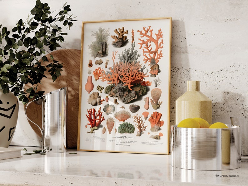 K&ouml;nnte beinhalten: Eine gerahmte Vintage-Illustration von Korallen, die verschiedene Korallenarten in Rosa-, Orange- und Rott&ouml;nen zeigt. Die Illustration ist vor einem wei&szlig;en Hintergrund platziert und hat einen goldenen Rahmen.