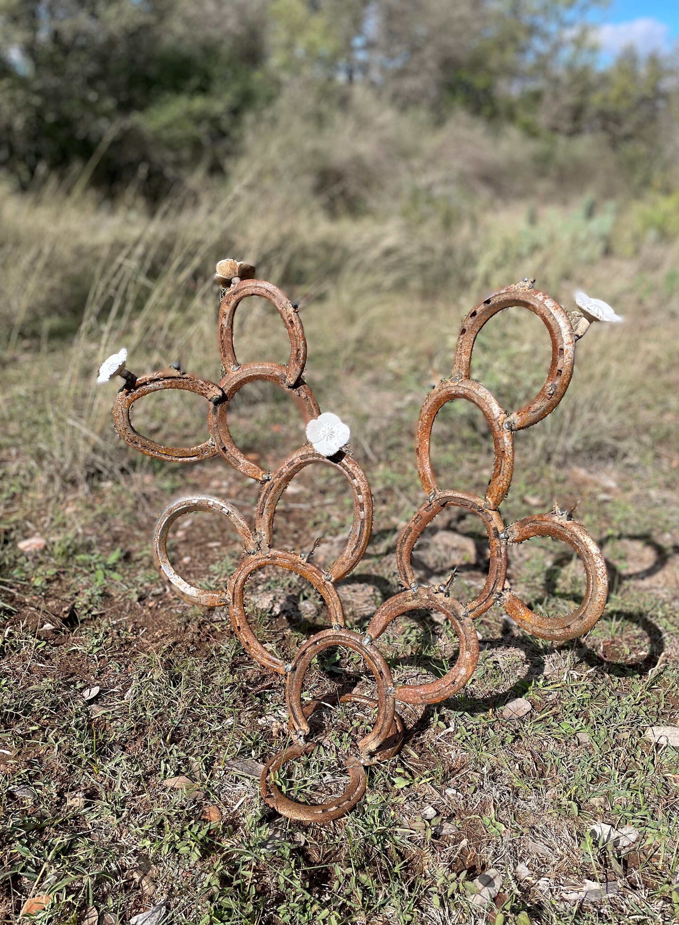 Horseshoe Prickly Pear Cactus Etsy