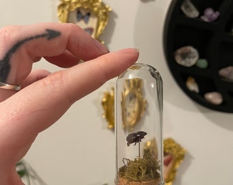 Mini Insect Domes, Bee, Beetle