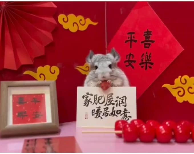 Little Totoro Spring Festival Blessings Video 1