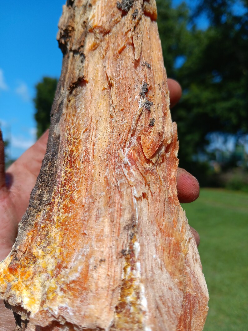 10 Lbs premium Lighter Knot Fatwood Natural Fire Starter Etsy