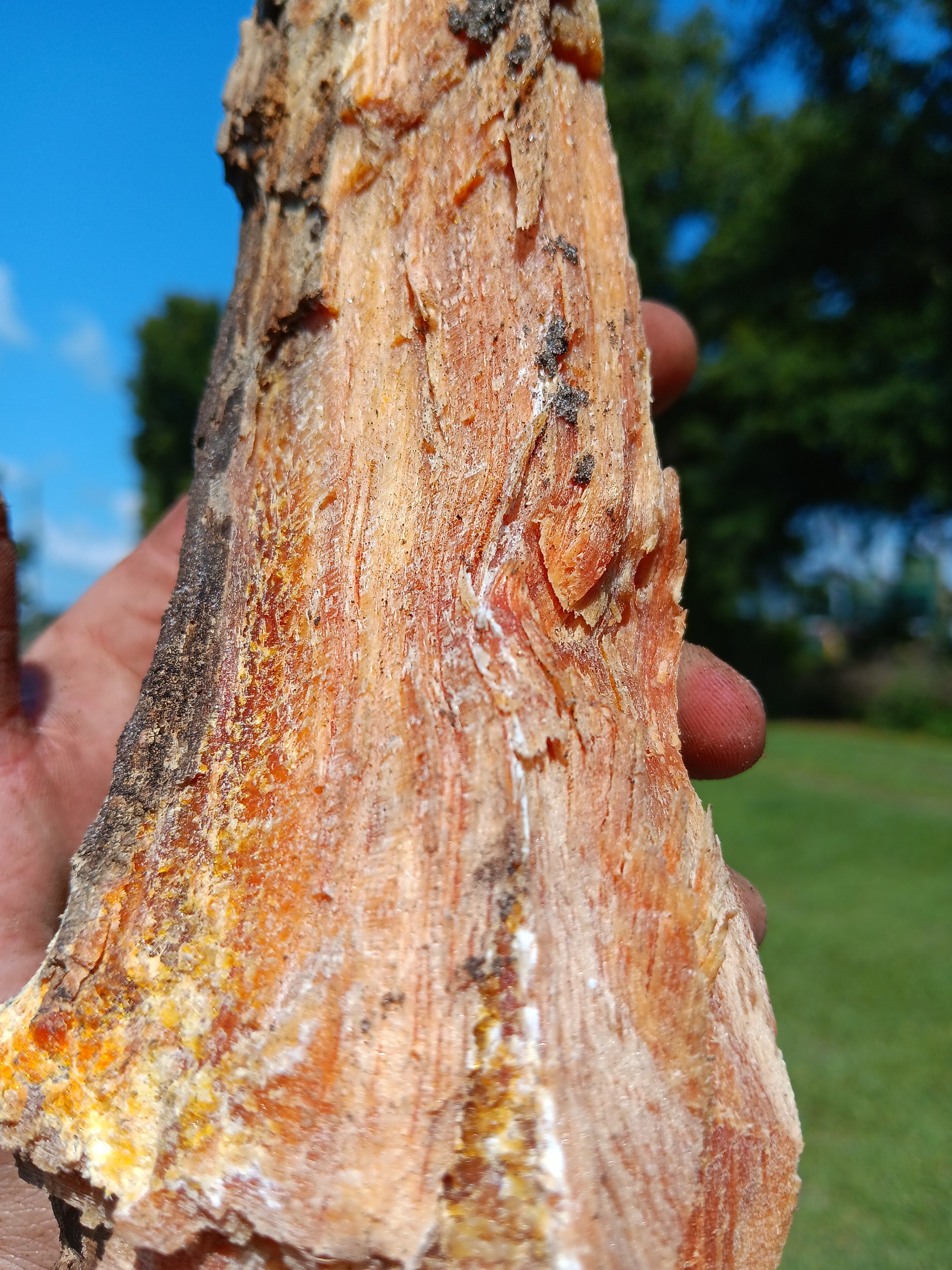 10 Lbs premium Lighter Knot Fatwood Natural Fire Starter Etsy