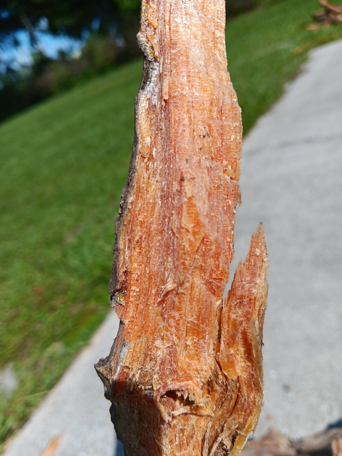 10 Lbs premium Lighter Knot Fatwood Natural Fire Starter Etsy