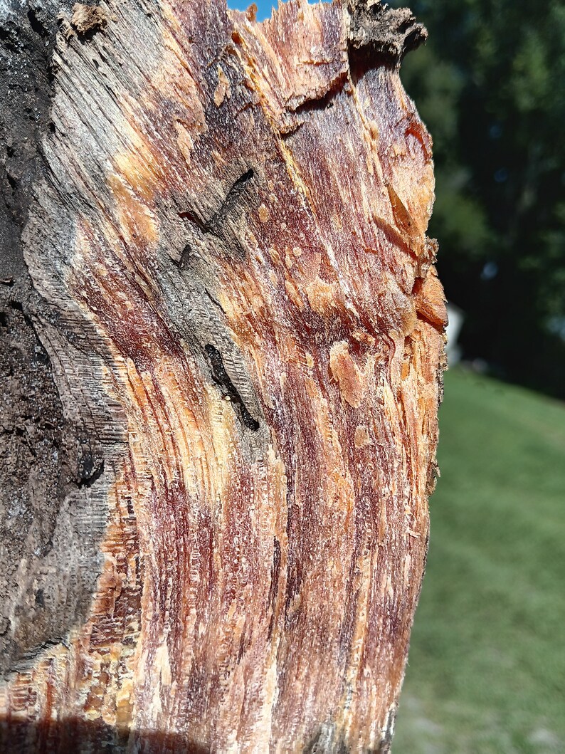 10 Lbs premium Lighter Knot Fatwood Natural Fire Starter Etsy