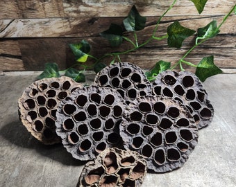 Dried Lotus Seed Pods Large (×5) + 1 FREE 6-9cm Aquarium Terrarium Reptiles