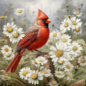 Cardinale e margherite png sublimazione design digitale download ghirlanda cartello girandola tagliere scatola ombra immagine