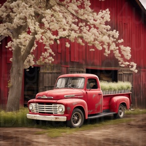 May include: A red vintage pickup truck parked in front of a red barn with white flowers blooming on a tree in the foreground.