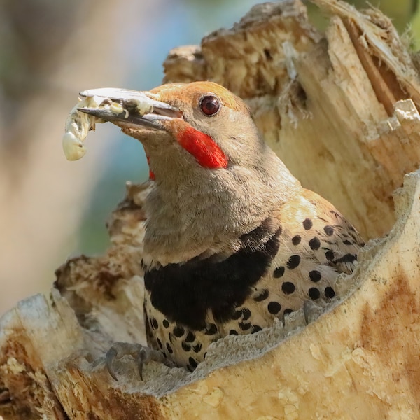 Male Northern Flicker Wildlife Photography Print, Bird Lover Gift, Idaho Souvenir, Idaho Photography, Idahome