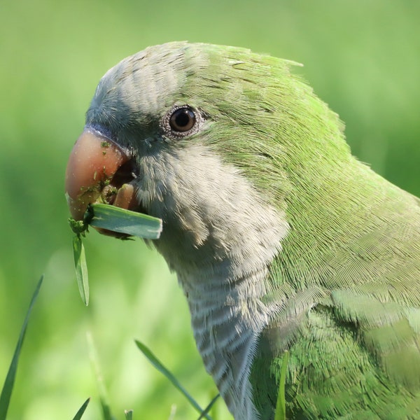 Monk Parakeet Wildlife Photography Print, Cute Wall Decor, Bird Lover Gift, Animal Lover Gift