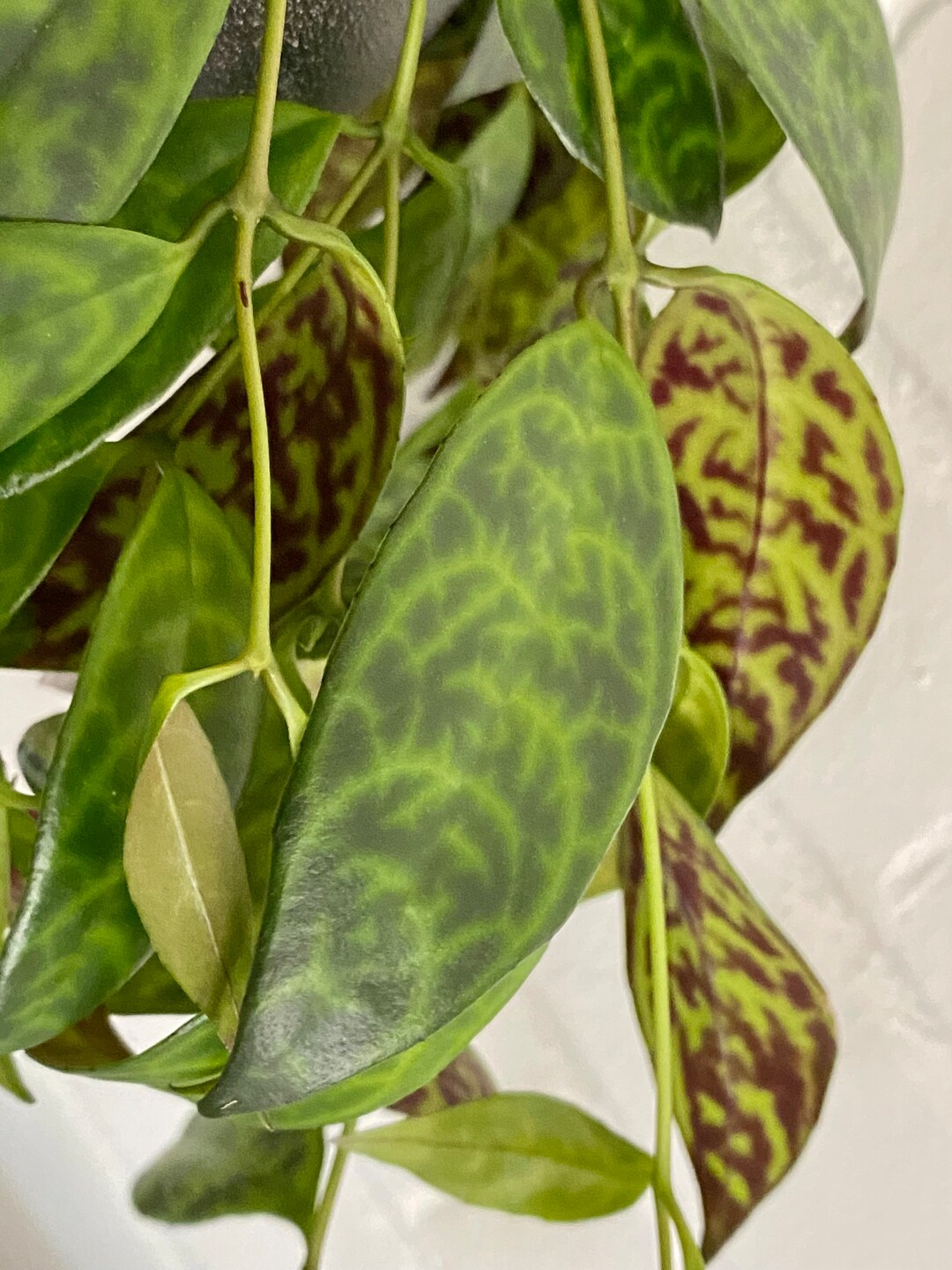 Black Pagoda Lipstick Plant Live Plant Cutting, Unrooted Aeschynanthus