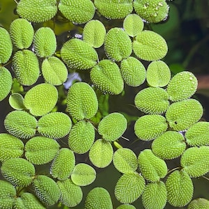 Water Spangles - Salvinia minima - floating aquarium plants for freshwater fish and shrimp tanks - highly prolific - velvety green leaves