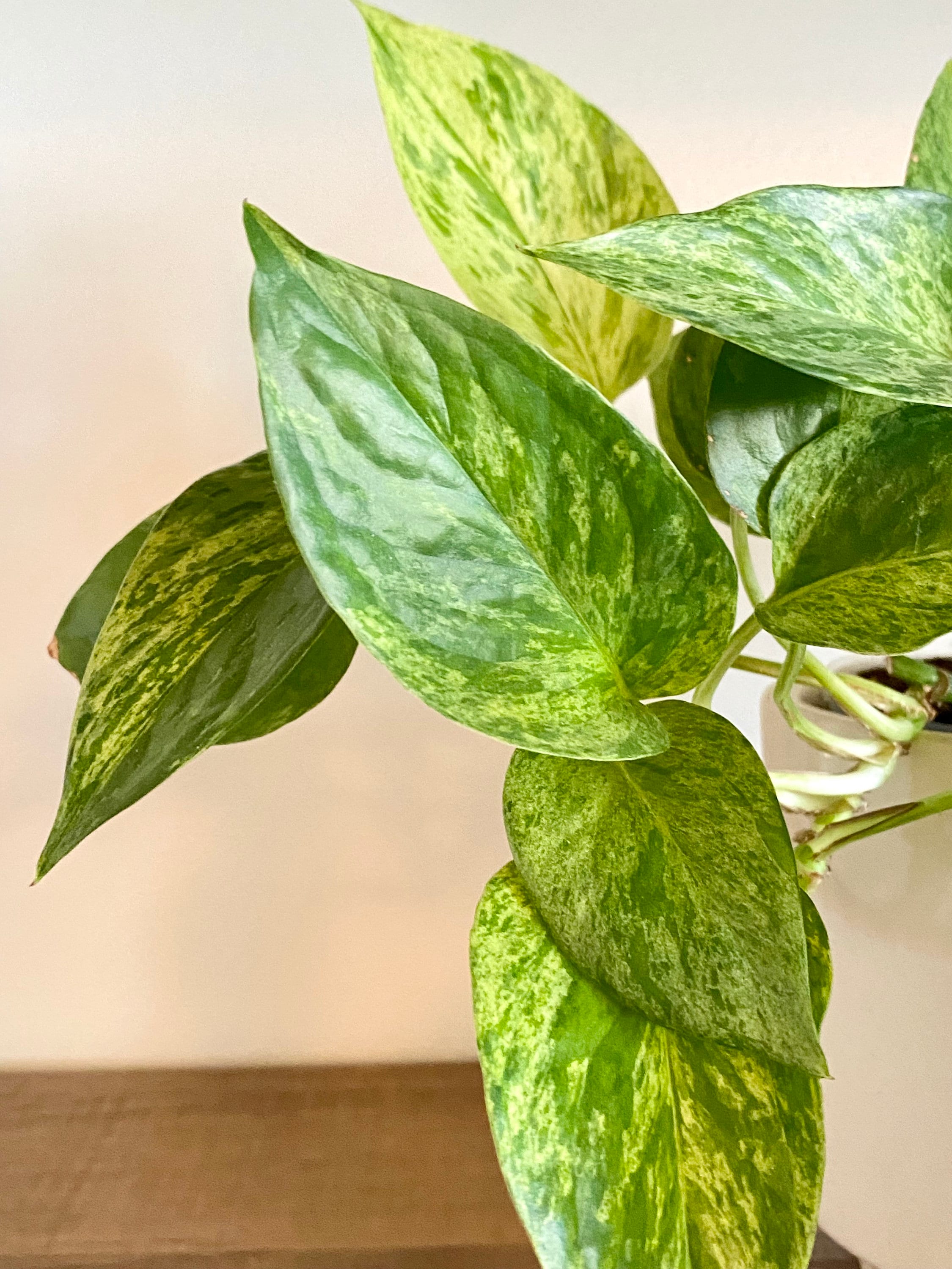 Pothos Queen Bundle - Royal Pair - Snow Queen and Marble Queen Unrooted ...