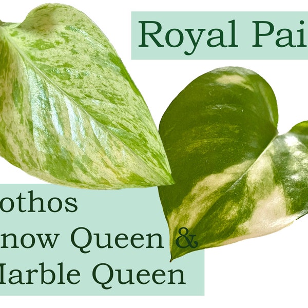 Pothos Queen Bundle - Royal Pair - Snow Queen and Marble Queen unrooted cuttings - starter pack for beginners - easy to grow tropical plants