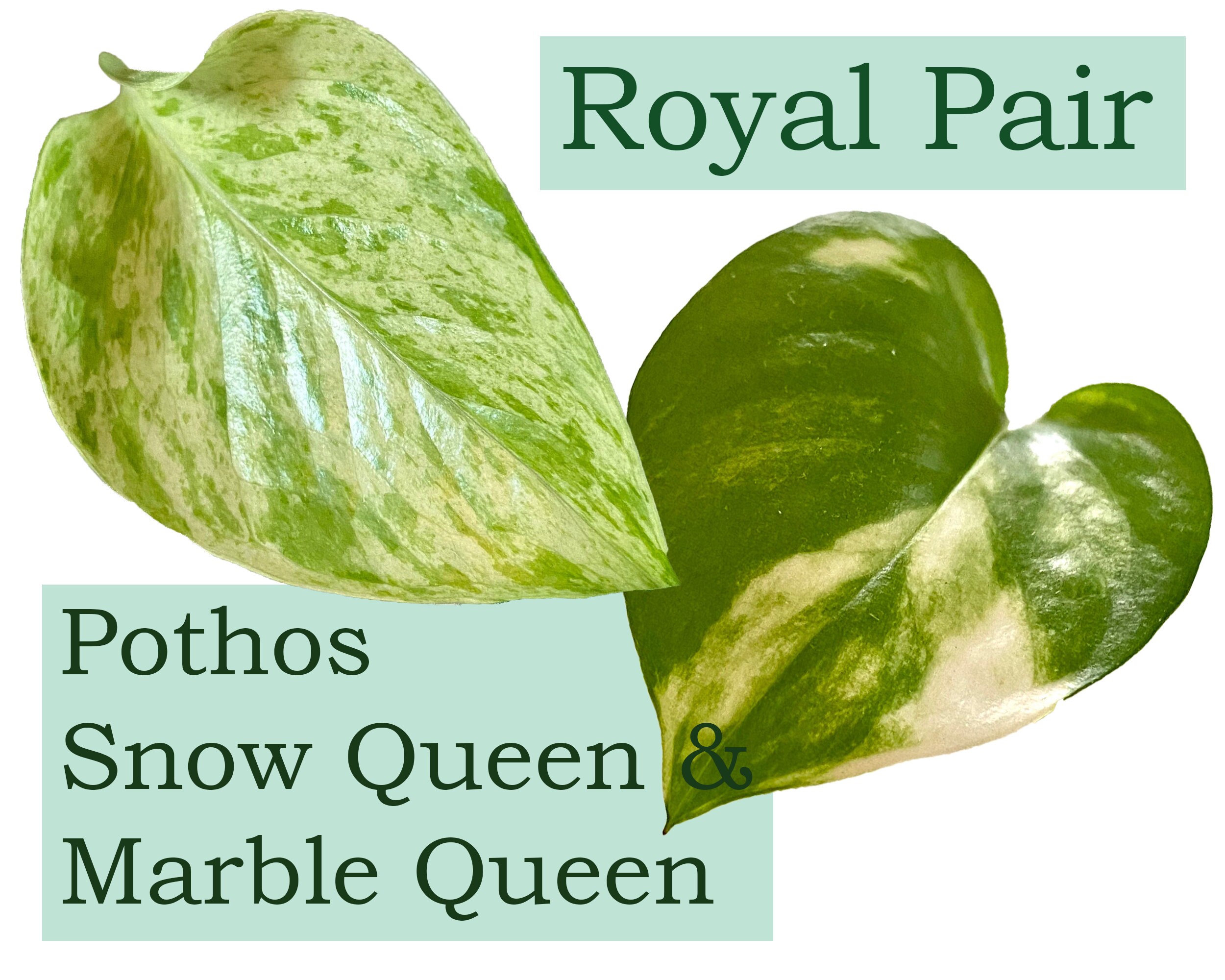 Pothos Queen Bundle - Royal Pair - Snow Queen and Marble Queen Unrooted  Cuttings - Starter Pack for Beginners - Easy to Grow Tropical Plants - Etsy