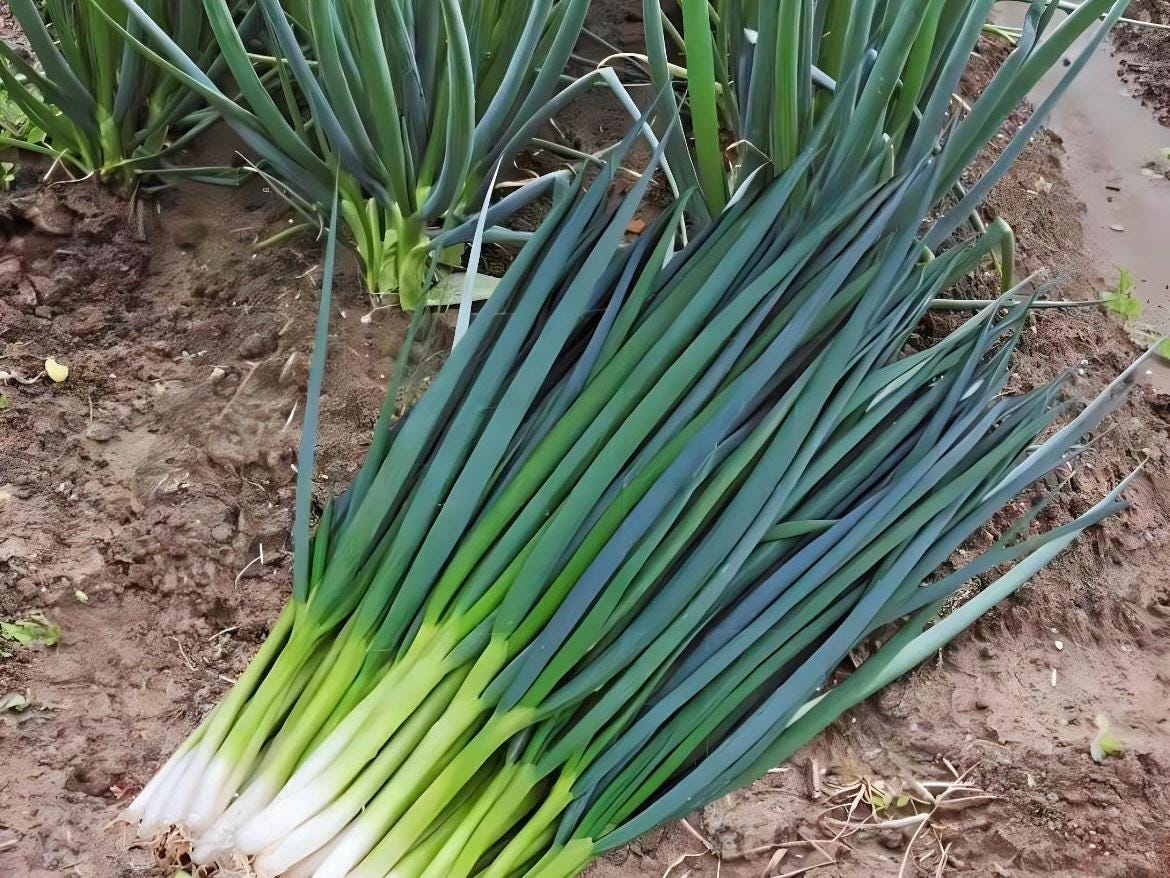 Shanghai Four Seasons Scallion Seeds / 上海四季小香葱种子; Fast ...