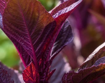 All Red Amaranth Seeds | Chinese Red Amaranth | Red Spinach | 全红苋菜/满身红苋菜 | Asian Leafy Vegetable Seeds | 1000 Seeds per Pack