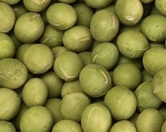Edamame No. 3 Soybean Seeds – Non-GMO, Compact & High Yield Variety | 12 Seeds | 毛豆3号